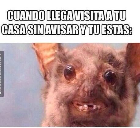 Resultado de imagen para memes de animales