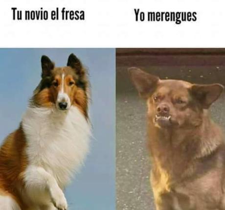 Resultado de imagen para memes famosos de animales
