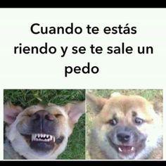 Resultado de imagen para memes de animales