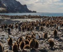 “Nuestro planeta”, de Keith Scholey y  Alastair Fothergill con Fred Pearce