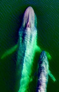 “Nuestro planeta”, de Keith Scholey y  Alastair Fothergill con Fred Pearce