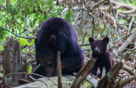 Beers-Cades-Cove-loop-road-bike-ride-Smoky-Mountains-National-Park-6 ▷ Comenta sobre un paseo en bicicleta de Cades Cove en el Parque Nacional Great Smoky Mountains: ¡vimos osos! por los mejores parques nacionales para visitar con niños | Familias de tiempo completo