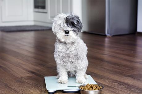 ¿Cómo evitar la obesidad en su mascota?