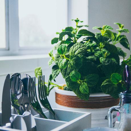 10 consejos para iniciar un huerto de plantas aromáticas