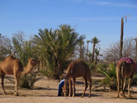 ▷ Información Útil: Marrakech Gratis IMG_10467-min-e1559386029105 ▷ Información Útil: Marrakech Gratis