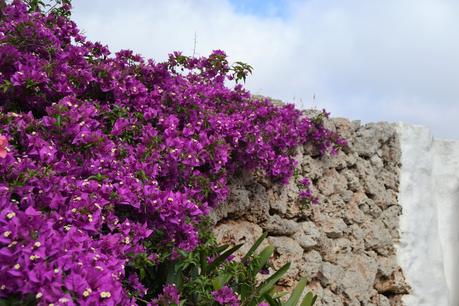 14 PLANTAS DE EXTERIOR