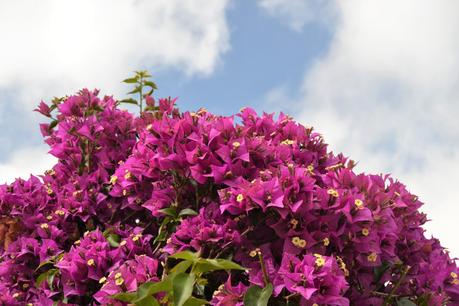 14 PLANTAS DE EXTERIOR