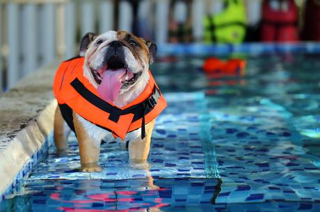 Recomendaciones para tener unas vacaciones inolvidables con su mascota