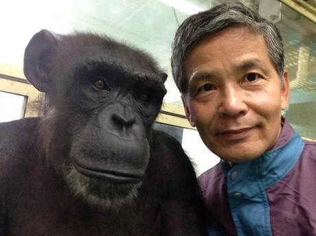 La memoria visual de los chimpancés es asombrosa La memoria visual de los chimpancés es asombrosa