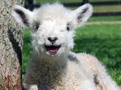 Cada cosa lleva otra