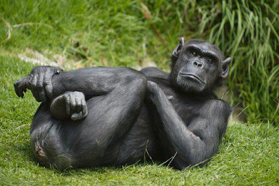 APLICAN MUERTE ASISTIDA A CHIMPANCÉ GERONTE CON CÁNCER EPITELIAL