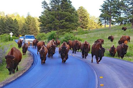 Wild-Bison-in-Custer-State-Park.jpg.optimal ▷ Guía definitiva para el Monte Rushmore (y cosas que hacer cerca)