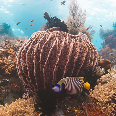 ▷ ¿Por qué debería viajar con protector solar Reef-Safe? coral2 ▷ ¿Por qué debería viajar con protector solar Reef-Safe?