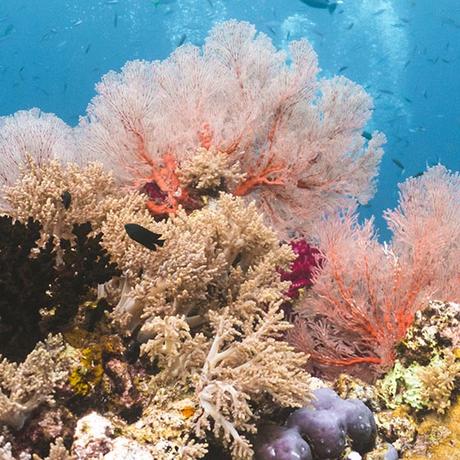 ▷ ¿Por qué debería viajar con protector solar Reef-Safe? coral1 ▷ ¿Por qué debería viajar con protector solar Reef-Safe?