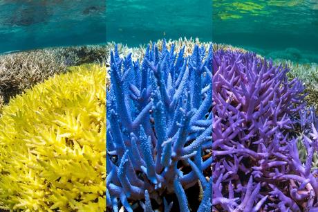 Pantone y Adobe se unen para crear una paleta de colores inspirados en corales en peligro de extinción Pantone y Adobe se unen para crear una paleta de colores inspirados en corales en peligro de extinción