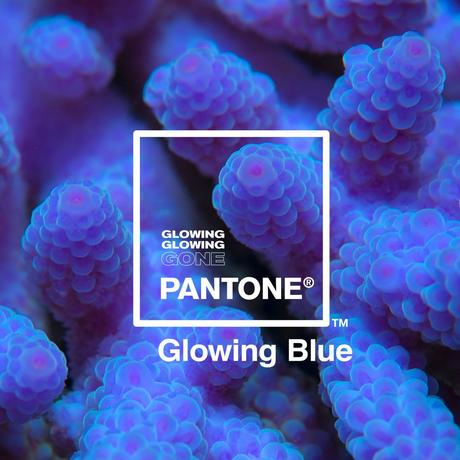 Pantone y Adobe se unen para crear una paleta de colores inspirados en corales en peligro de extinción Pantone y Adobe se unen para crear una paleta de colores inspirados en corales en peligro de extinción