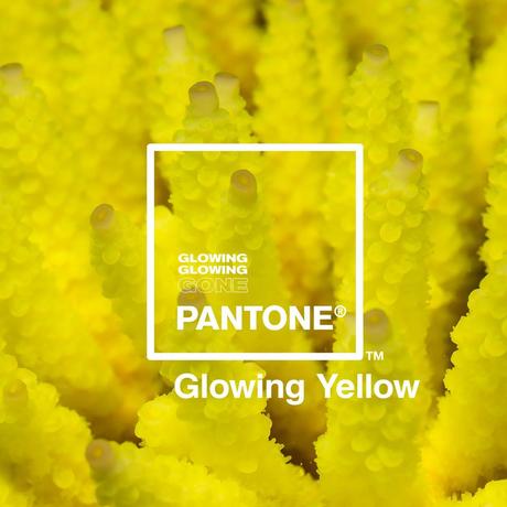 Pantone y Adobe se unen para crear una paleta de colores inspirados en corales en peligro de extinción Pantone y Adobe se unen para crear una paleta de colores inspirados en corales en peligro de extinción