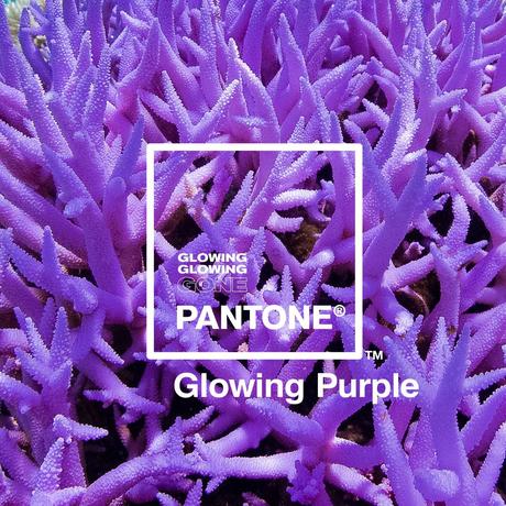 Pantone y Adobe se unen para crear una paleta de colores inspirados en corales en peligro de extinción Pantone y Adobe se unen para crear una paleta de colores inspirados en corales en peligro de extinción