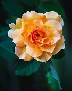 ERA UNA ROSA TEMPRANA...