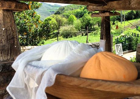 3ceccc48-bfe9-47a3-819e-032785ea4eac?t=1559903152533 ▷ 5 quesos que tienes que probar en Asturias ✅