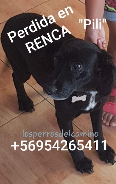 Buscamos a Pili, perdida en Renca