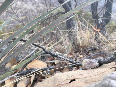 Marcharán a la Ciudad de México en favor de la Sierra de San Miguelito