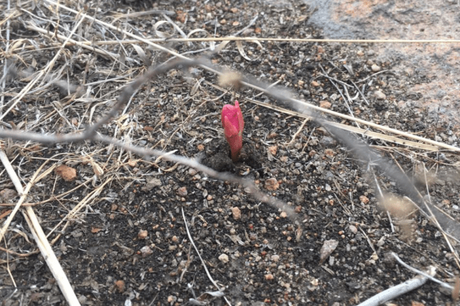 Marcharán a la Ciudad de México en favor de la Sierra de San Miguelito