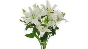 CAÍDOS EN 2019 CAÍDOS EN 2019