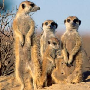 La mejor técnica de crianza