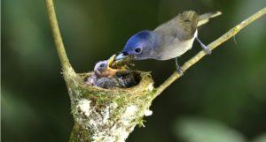 La mejor técnica de crianza