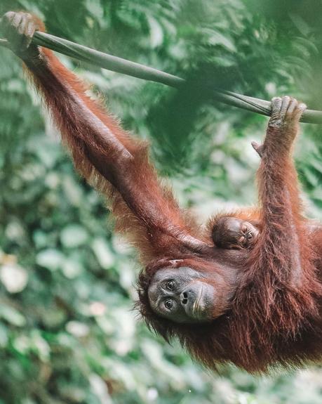 idno-7 ▷ 10 lugares para visitar en Indonesia (que no son Bali)