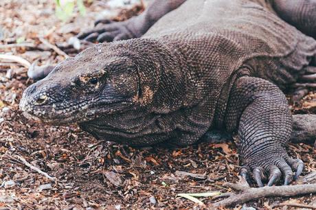 10-Local-Foods-to-Try-in-Thailand-10 ▷ 10 lugares para visitar en Indonesia (que no son Bali)