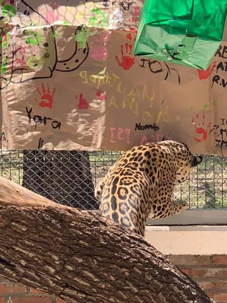 Con pastel de carne celebran 3 años de Pazum, el jaguar del Parque Tangamanga Con pastel de carne celebran 3 años de Pazum, el jaguar del Parque Tangamanga