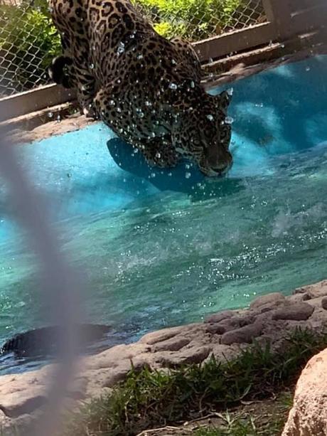 Con pastel de carne celebran 3 años de Pazum, el jaguar del Parque Tangamanga Con pastel de carne celebran 3 años de Pazum, el jaguar del Parque Tangamanga