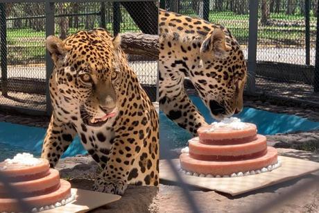 Con pastel de carne celebran 3 años de Pazum, el jaguar del Parque Tangamanga