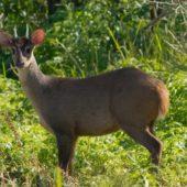 Ciervo guazubirá macho