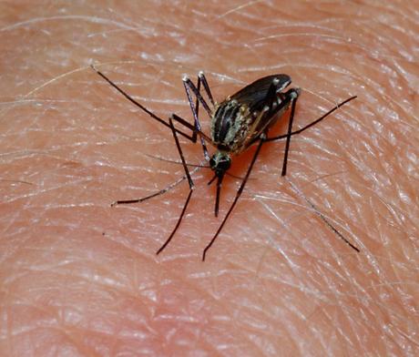 Los bebés y embarazadas atracción para los mosquitos