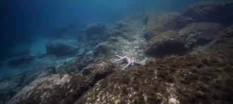 ¡Bailando para defender el Mediterráneo!. El anuncio mas bonito ¡Bailando para defender el Mediterráneo!. El anuncio mas bonito