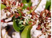 Zarzaparrilla: detox flora nativa