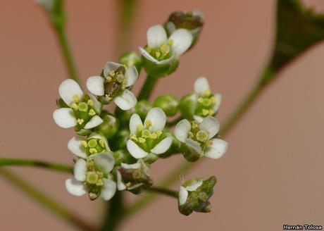 Macros de flores (serie blanca)