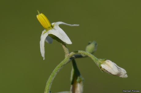 Macros de flores (serie blanca)