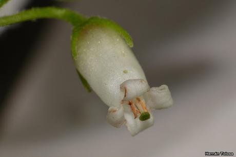 Macros de flores (serie blanca)