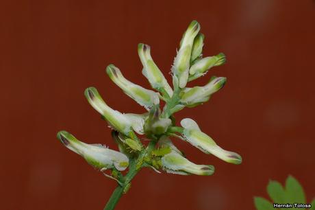 Macros de flores (serie blanca)