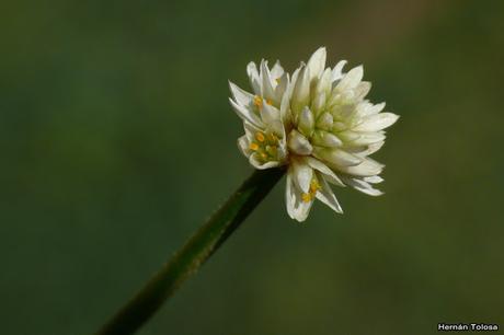 Macros de flores (serie blanca)