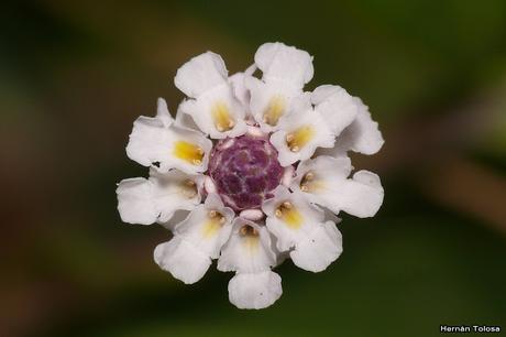 Macros de flores (serie blanca)
