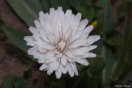 Macros de flores (serie blanca)