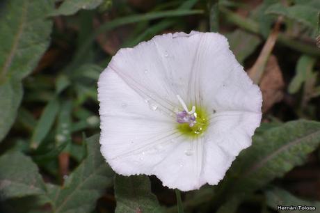 Macros de flores (serie blanca)