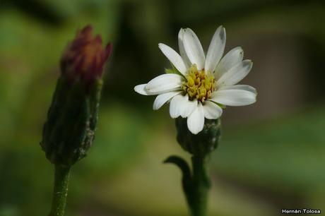 Macros de flores (serie blanca)