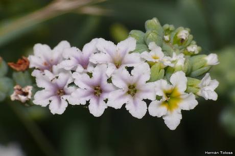 Macros de flores (serie blanca)