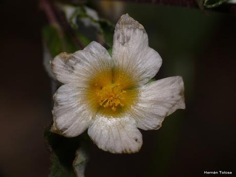 Macros de flores (serie blanca)